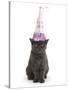 Grey Kitten Wearing a Party Hat-Mark Taylor-Stretched Canvas