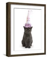 Grey Kitten Wearing a Party Hat-Mark Taylor-Framed Photographic Print