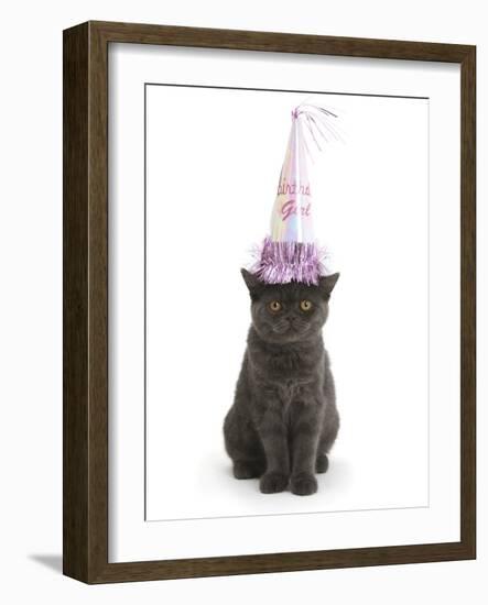 Grey Kitten Wearing a Party Hat-Mark Taylor-Framed Photographic Print