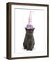 Grey Kitten Wearing a Party Hat-Mark Taylor-Framed Photographic Print