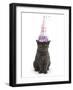 Grey Kitten Wearing a Party Hat-Mark Taylor-Framed Photographic Print