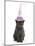 Grey Kitten Wearing a Party Hat-Mark Taylor-Mounted Photographic Print