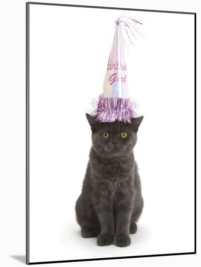 Grey Kitten Wearing a Party Hat-Mark Taylor-Mounted Photographic Print