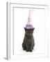 Grey Kitten Wearing a Party Hat-Mark Taylor-Framed Photographic Print