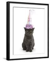 Grey Kitten Wearing a Party Hat-Mark Taylor-Framed Photographic Print