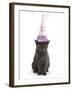 Grey Kitten Wearing a Party Hat-Mark Taylor-Framed Photographic Print