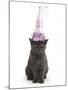 Grey Kitten Wearing a Party Hat-Mark Taylor-Mounted Photographic Print