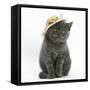 Grey Kitten Wearing a Straw Hat-Mark Taylor-Framed Stretched Canvas