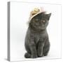 Grey Kitten Wearing a Straw Hat-Mark Taylor-Stretched Canvas