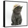 Grey Kitten Wearing a Straw Hat-Mark Taylor-Framed Stretched Canvas