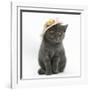 Grey Kitten Wearing a Straw Hat-Mark Taylor-Framed Photographic Print