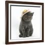 Grey Kitten Wearing a Straw Hat-Mark Taylor-Framed Photographic Print