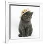 Grey Kitten Wearing a Straw Hat-Mark Taylor-Framed Photographic Print