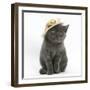 Grey Kitten Wearing a Straw Hat-Mark Taylor-Framed Photographic Print