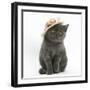 Grey Kitten Wearing a Straw Hat-Mark Taylor-Framed Photographic Print