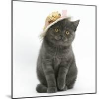 Grey Kitten Wearing a Straw Hat-Mark Taylor-Mounted Photographic Print