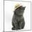 Grey Kitten Wearing a Straw Hat-Mark Taylor-Mounted Photographic Print