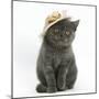 Grey Kitten Wearing a Straw Hat-Mark Taylor-Mounted Photographic Print