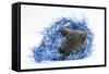 Grey Kitten with Christmas Decorations, Blue Tinsel-Mark Taylor-Framed Stretched Canvas