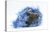 Grey Kitten with Christmas Decorations, Blue Tinsel-Mark Taylor-Stretched Canvas