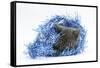 Grey Kitten with Christmas Decorations, Blue Tinsel-Mark Taylor-Framed Stretched Canvas