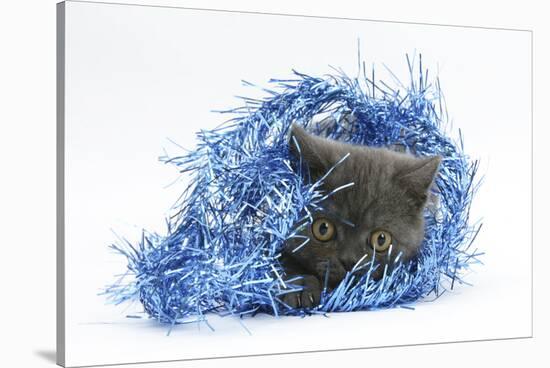 Grey Kitten with Christmas Decorations, Blue Tinsel-Mark Taylor-Stretched Canvas