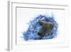 Grey Kitten with Christmas Decorations, Blue Tinsel-Mark Taylor-Framed Photographic Print
