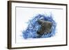 Grey Kitten with Christmas Decorations, Blue Tinsel-Mark Taylor-Framed Photographic Print