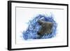 Grey Kitten with Christmas Decorations, Blue Tinsel-Mark Taylor-Framed Photographic Print