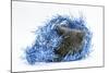 Grey Kitten with Christmas Decorations, Blue Tinsel-Mark Taylor-Mounted Photographic Print