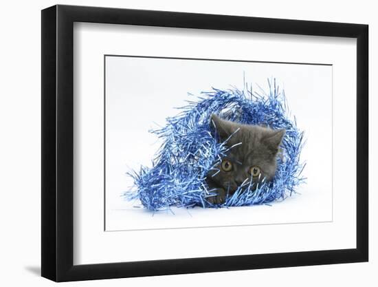 Grey Kitten with Christmas Decorations, Blue Tinsel-Mark Taylor-Framed Photographic Print