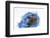 Grey Kitten with Christmas Decorations, Blue Tinsel-Mark Taylor-Framed Photographic Print