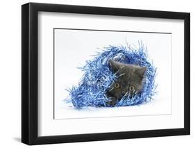 Grey Kitten with Christmas Decorations, Blue Tinsel-Mark Taylor-Framed Photographic Print