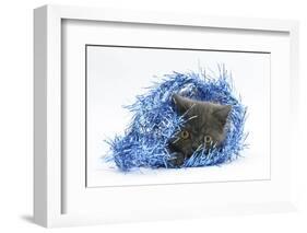 Grey Kitten with Christmas Decorations, Blue Tinsel-Mark Taylor-Framed Photographic Print