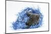 Grey Kitten with Christmas Decorations, Blue Tinsel-Mark Taylor-Mounted Photographic Print