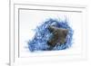 Grey Kitten with Christmas Decorations, Blue Tinsel-Mark Taylor-Framed Photographic Print