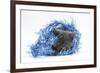 Grey Kitten with Christmas Decorations, Blue Tinsel-Mark Taylor-Framed Photographic Print