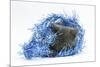 Grey Kitten with Christmas Decorations, Blue Tinsel-Mark Taylor-Mounted Photographic Print