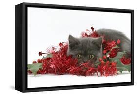 Grey Kitten with Christmas Decorations, Tinsel and Holly Berries-Mark Taylor-Framed Stretched Canvas