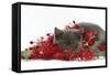 Grey Kitten with Christmas Decorations, Tinsel and Holly Berries-Mark Taylor-Framed Stretched Canvas