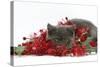 Grey Kitten with Christmas Decorations, Tinsel and Holly Berries-Mark Taylor-Stretched Canvas