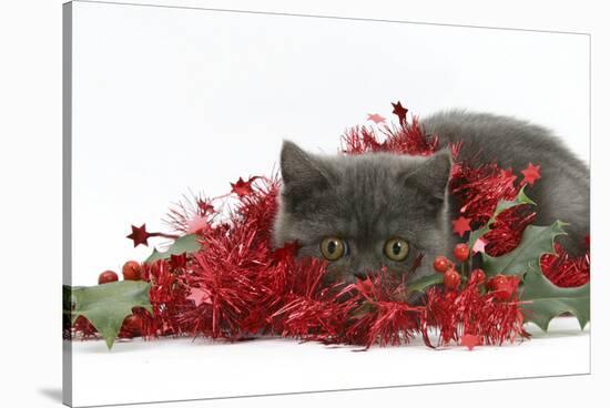 Grey Kitten with Christmas Decorations, Tinsel and Holly Berries-Mark Taylor-Stretched Canvas