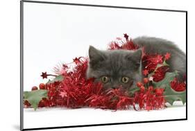 Grey Kitten with Christmas Decorations, Tinsel and Holly Berries-Mark Taylor-Mounted Photographic Print