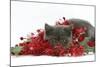 Grey Kitten with Christmas Decorations, Tinsel and Holly Berries-Mark Taylor-Mounted Photographic Print