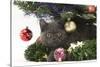 Grey Kitten with Christmas Decorations under a Christmas Tree-Mark Taylor-Stretched Canvas