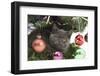 Grey Kitten with Christmas Decorations under a Christmas Tree-Mark Taylor-Framed Photographic Print