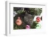 Grey Kitten with Christmas Decorations under a Christmas Tree-Mark Taylor-Framed Photographic Print