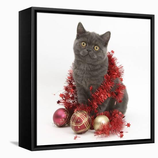 Grey Kitten with Christmas Decorations-Mark Taylor-Framed Stretched Canvas