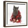 Grey Kitten with Christmas Decorations-Mark Taylor-Framed Photographic Print