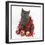 Grey Kitten with Christmas Decorations-Mark Taylor-Framed Photographic Print